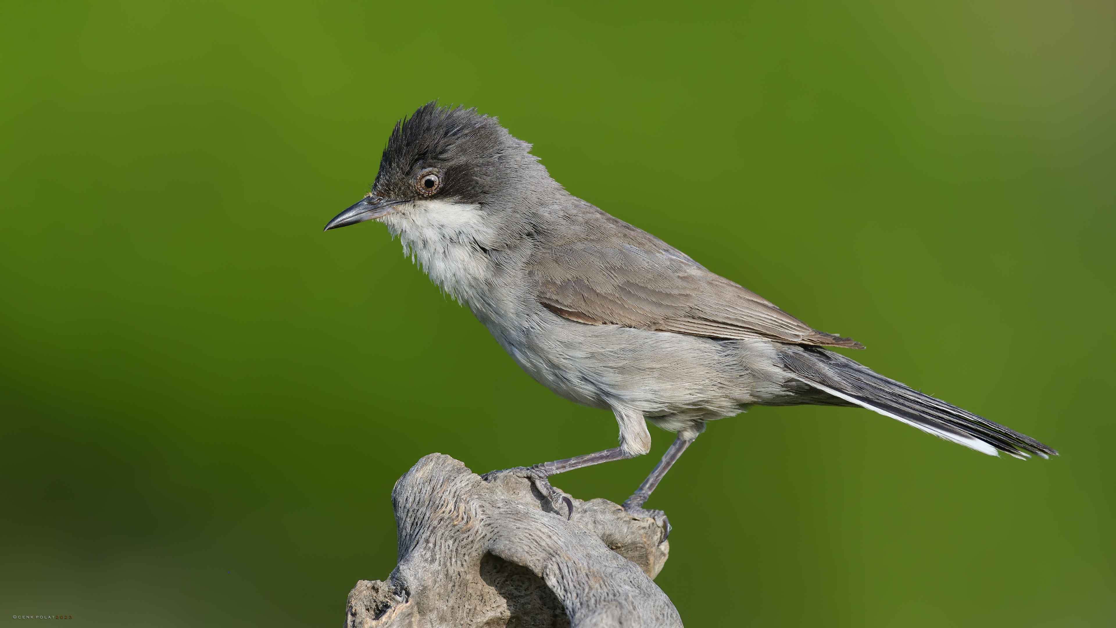 Eastern Orphean Warbler